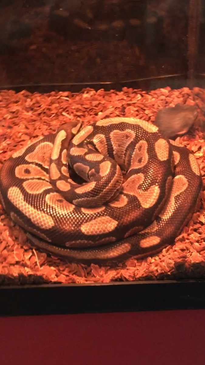 Python before eating rat