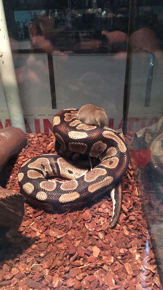 Adopted python