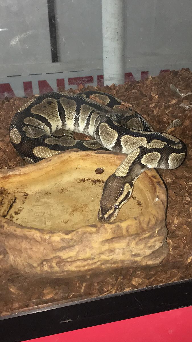 Adopted python