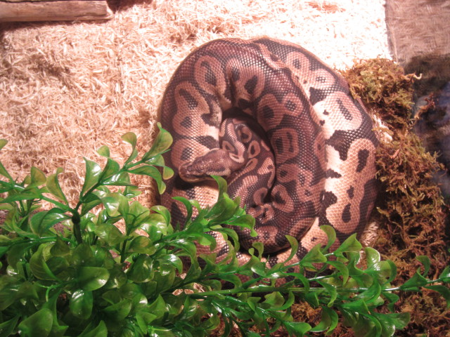 Monty