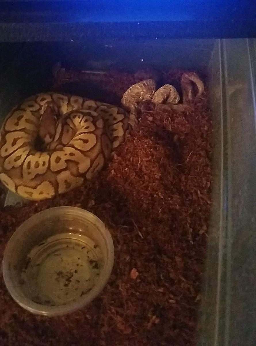 firstshed