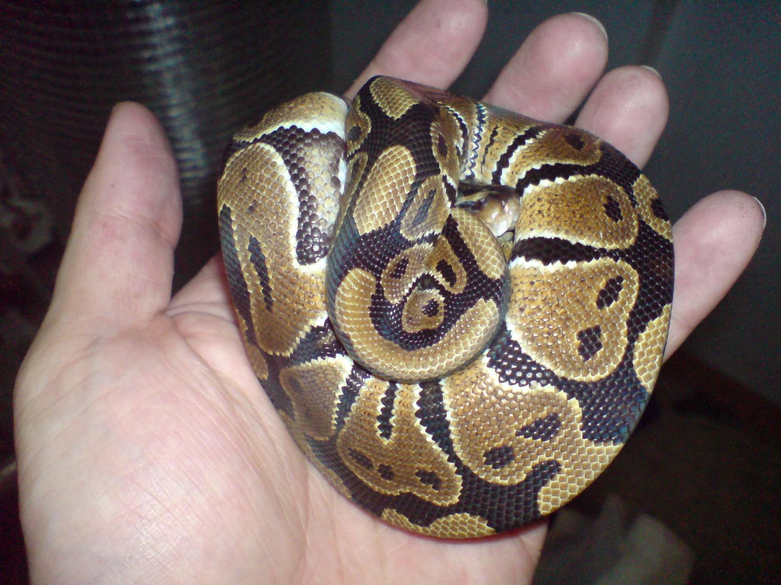 Het Pied Female