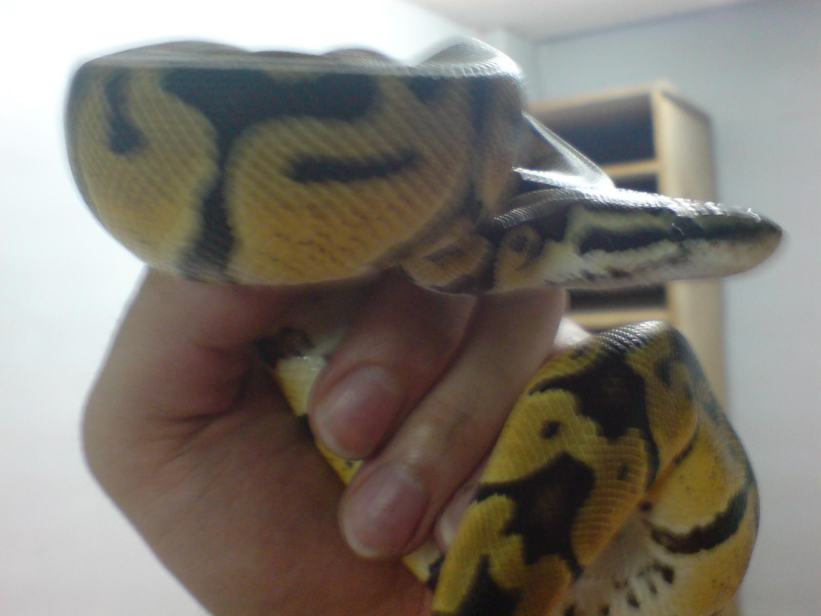 Pastel