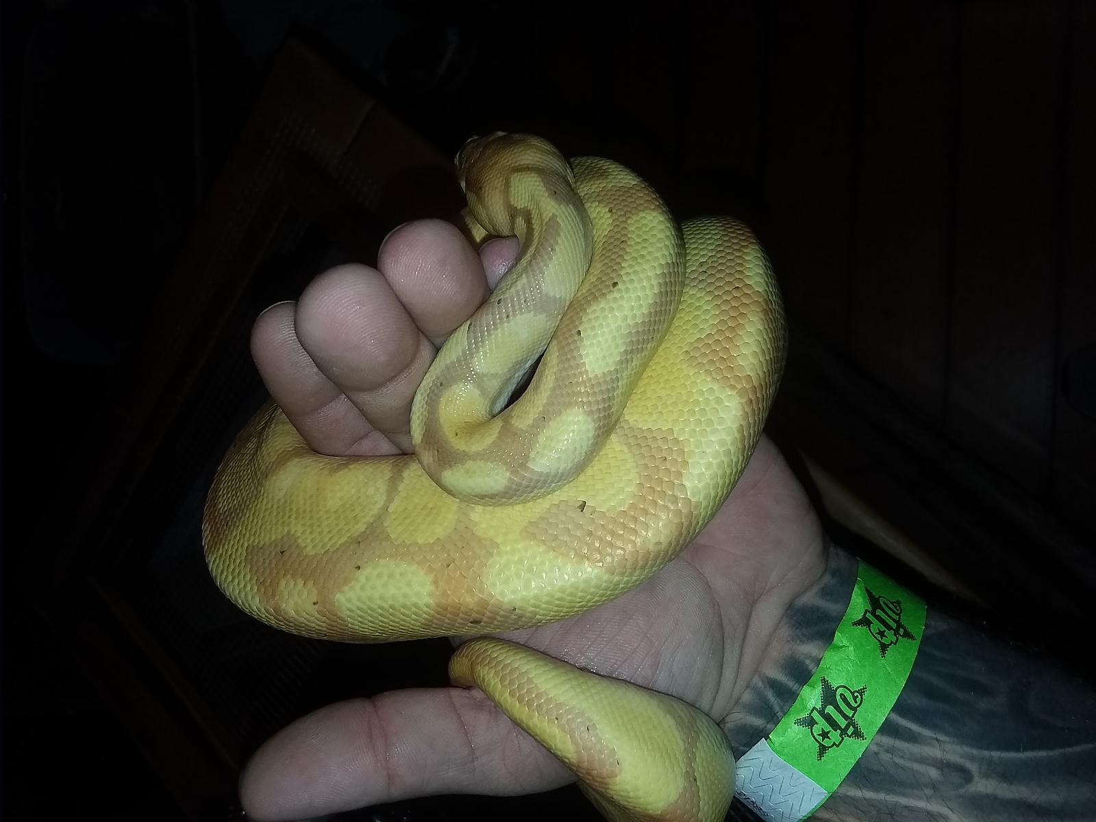 CG YB Enchi