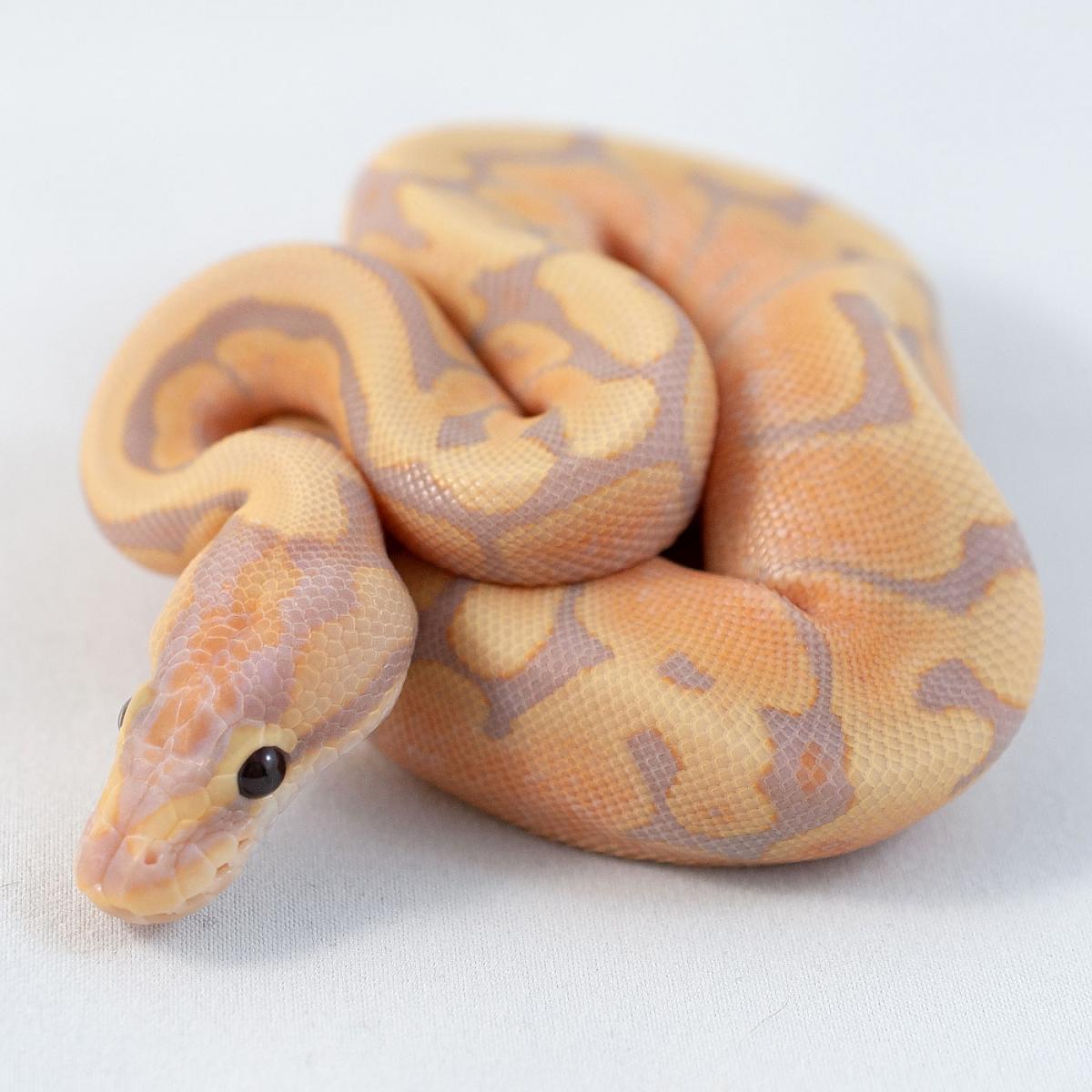 Coral Glow Fire Woma