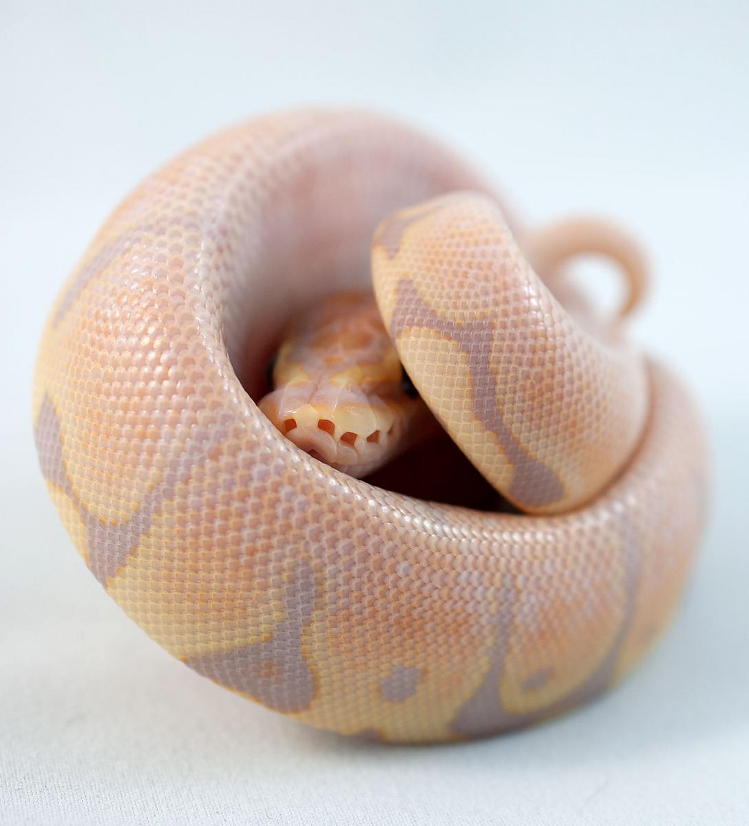 Coral Glow Fire Woma