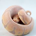 Coral Glow Fire Woma