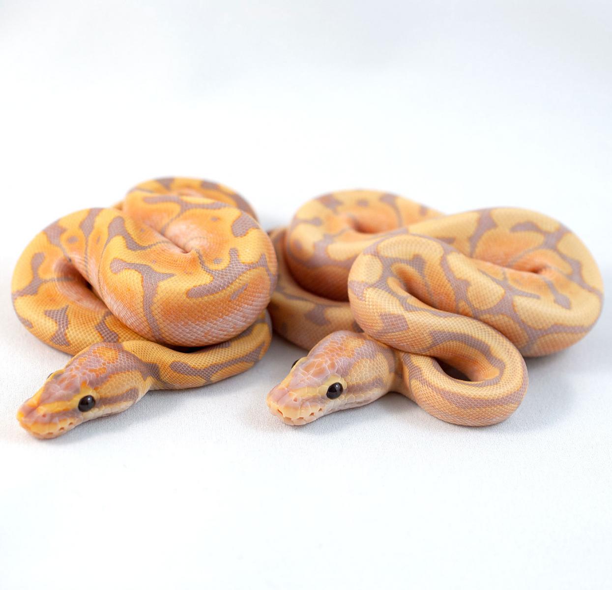 Coral Glow Fire Woma