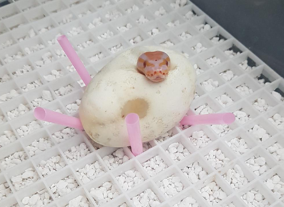 Lavender Albino poking out of egg