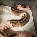 20181027 013518 resized 1