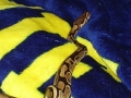 Jiraiya Showing His Team Spirit. Go Blue!