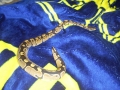 Orochimaru Showing His Team Spirit  Go Blue