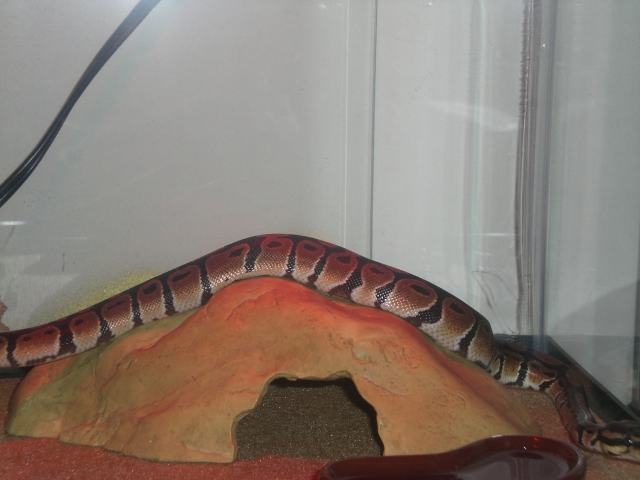 The Snakes Of 52