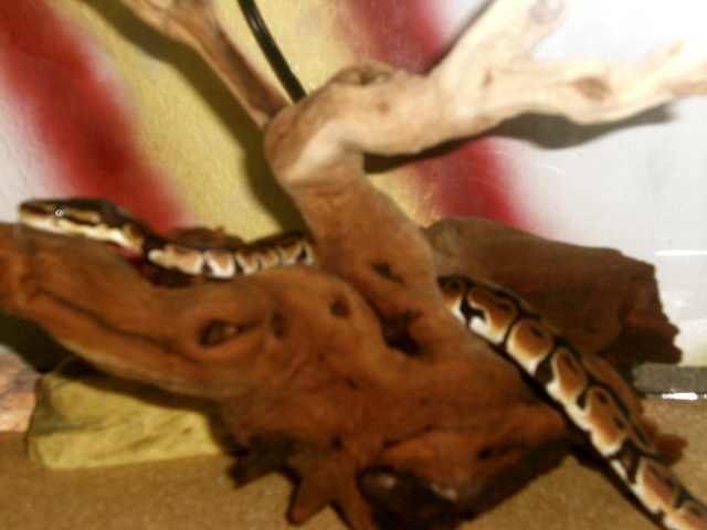 The Snakes Of 52