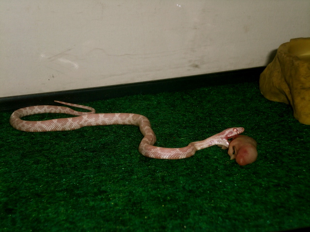 52's  Snake