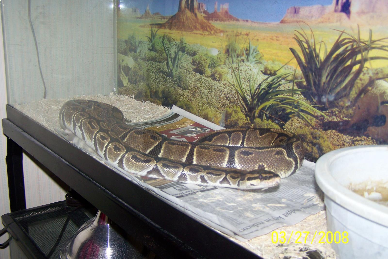 The Big Guy