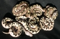 1st Bumblebee Clutch