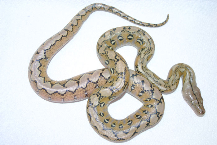Platinum Retics Hatching