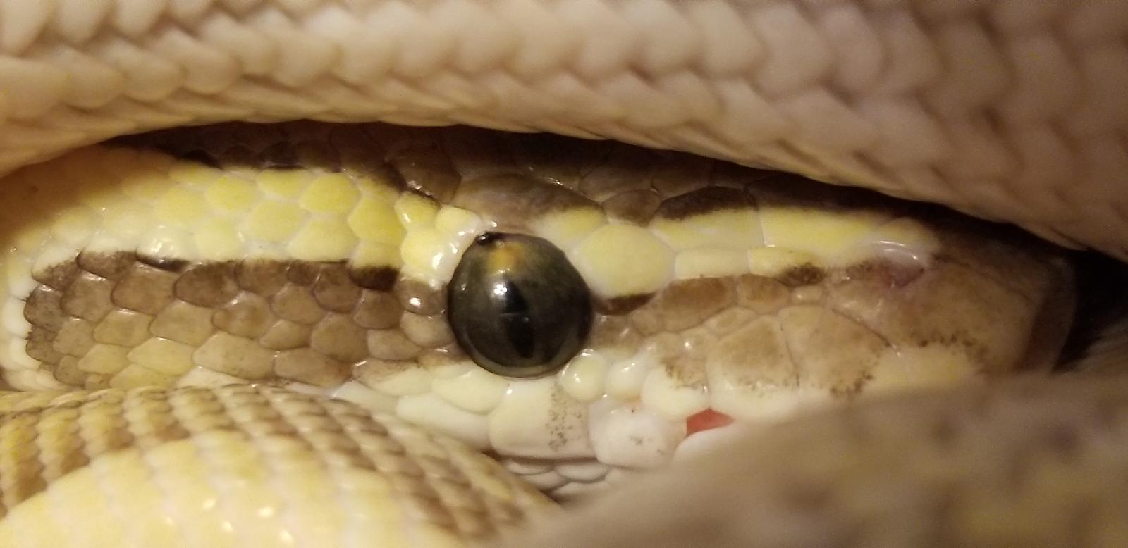 snake mite in eye?