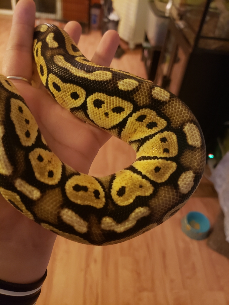 Bp