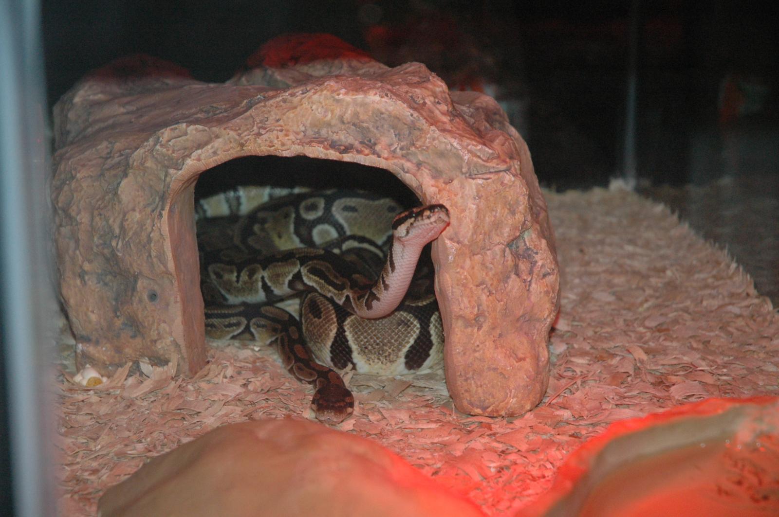 Arecibo and Mir Keeping Watch