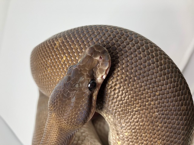 Lilith