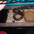 Snake Tub