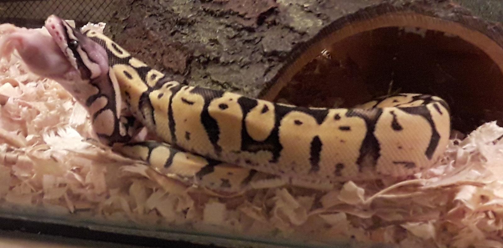Pancake 3