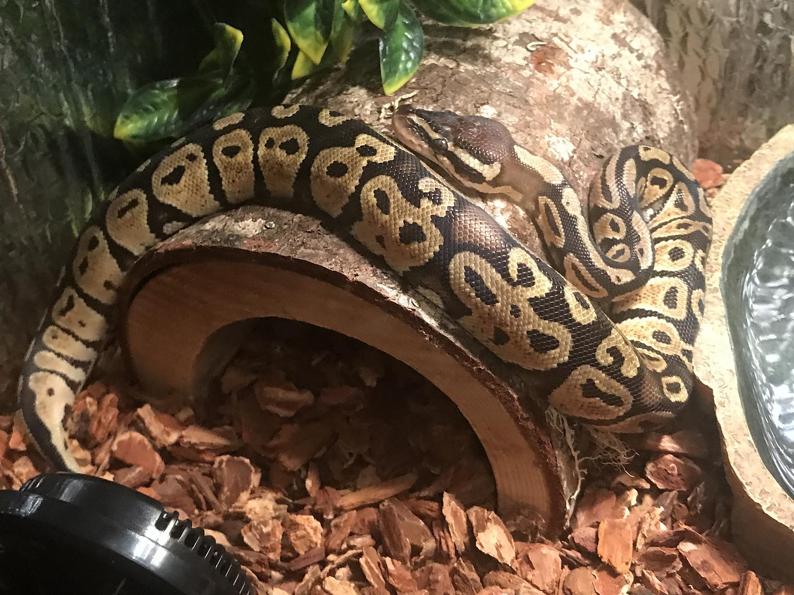 noodle2