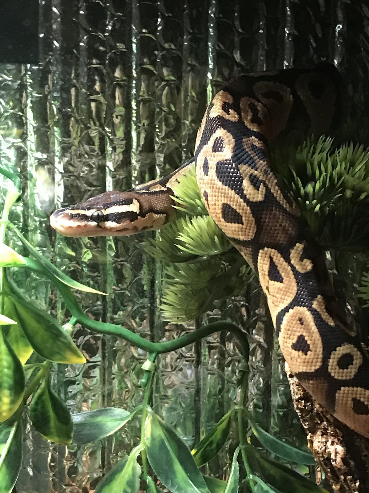 noodle3