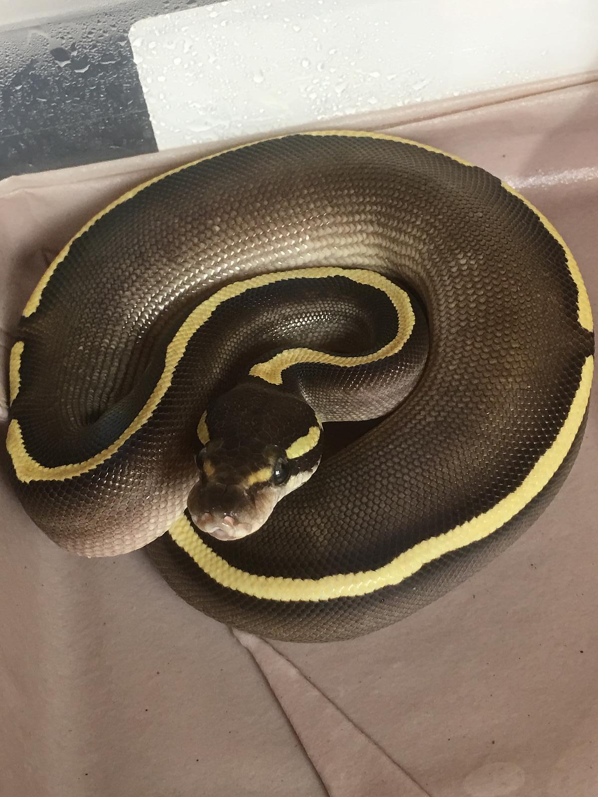 GHI Mojave YB
