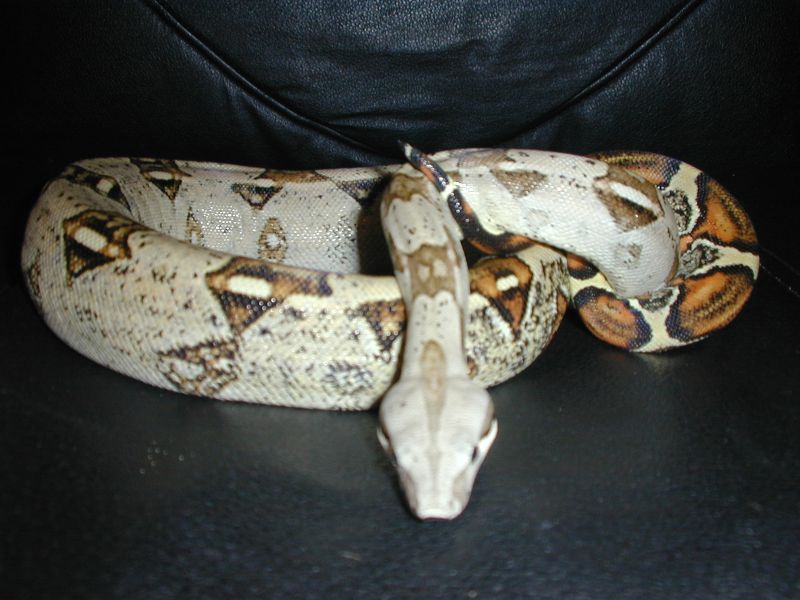 Rocco Shed