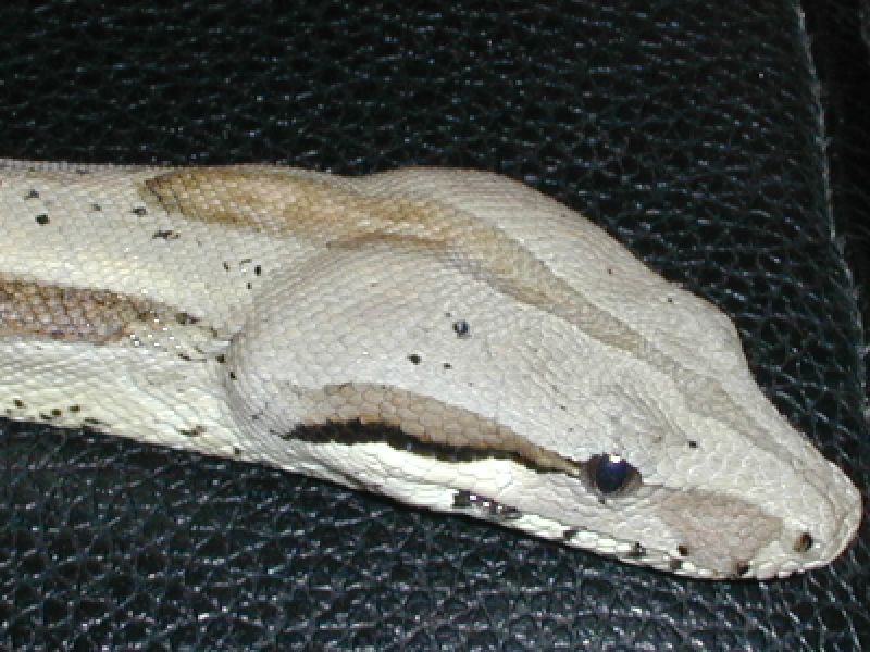 Rocco Shed