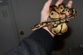 Taz - My Ball Python