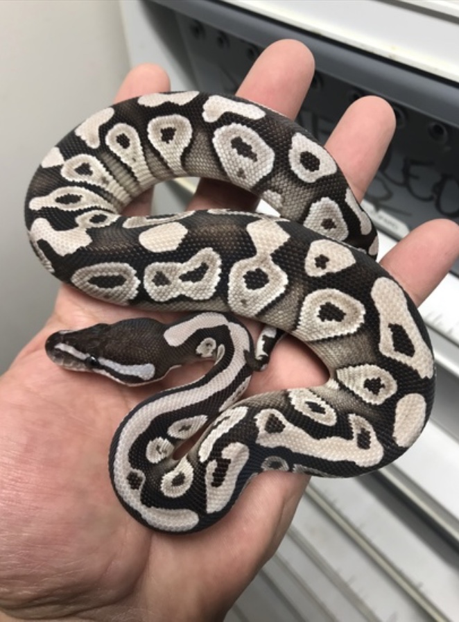  how much does a ball python cost 15 morphs prices