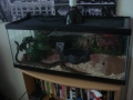 Tank Set Up