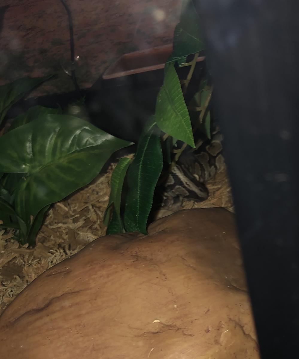 Eating ball python