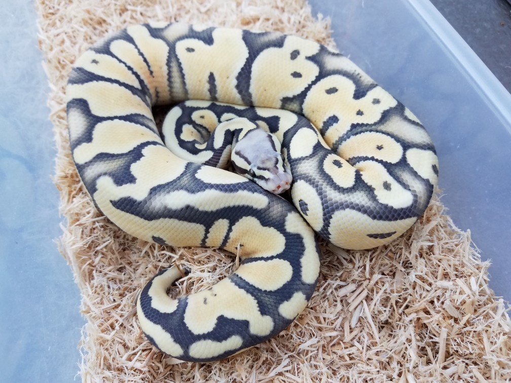 Pastel poss Chocolate Desert Ghost male