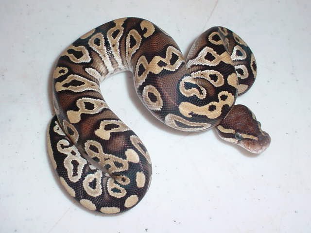 My Snakes