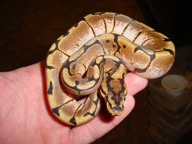 My Snakes