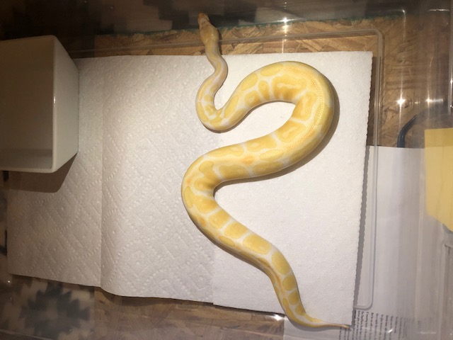 Rescue 5 - Albino Female