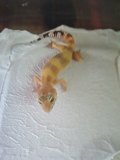 Tangerine/jungle Leopard Gecko