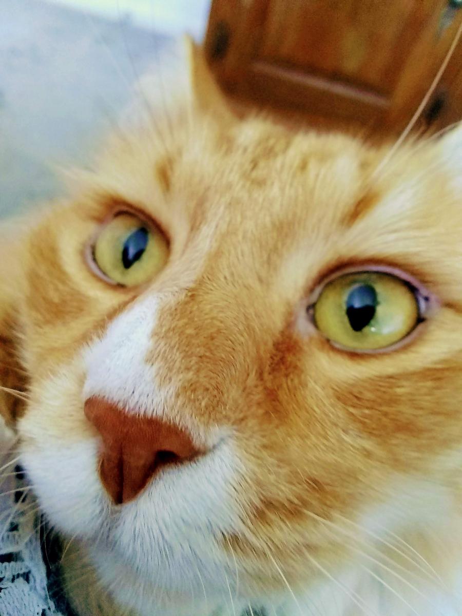A Catto