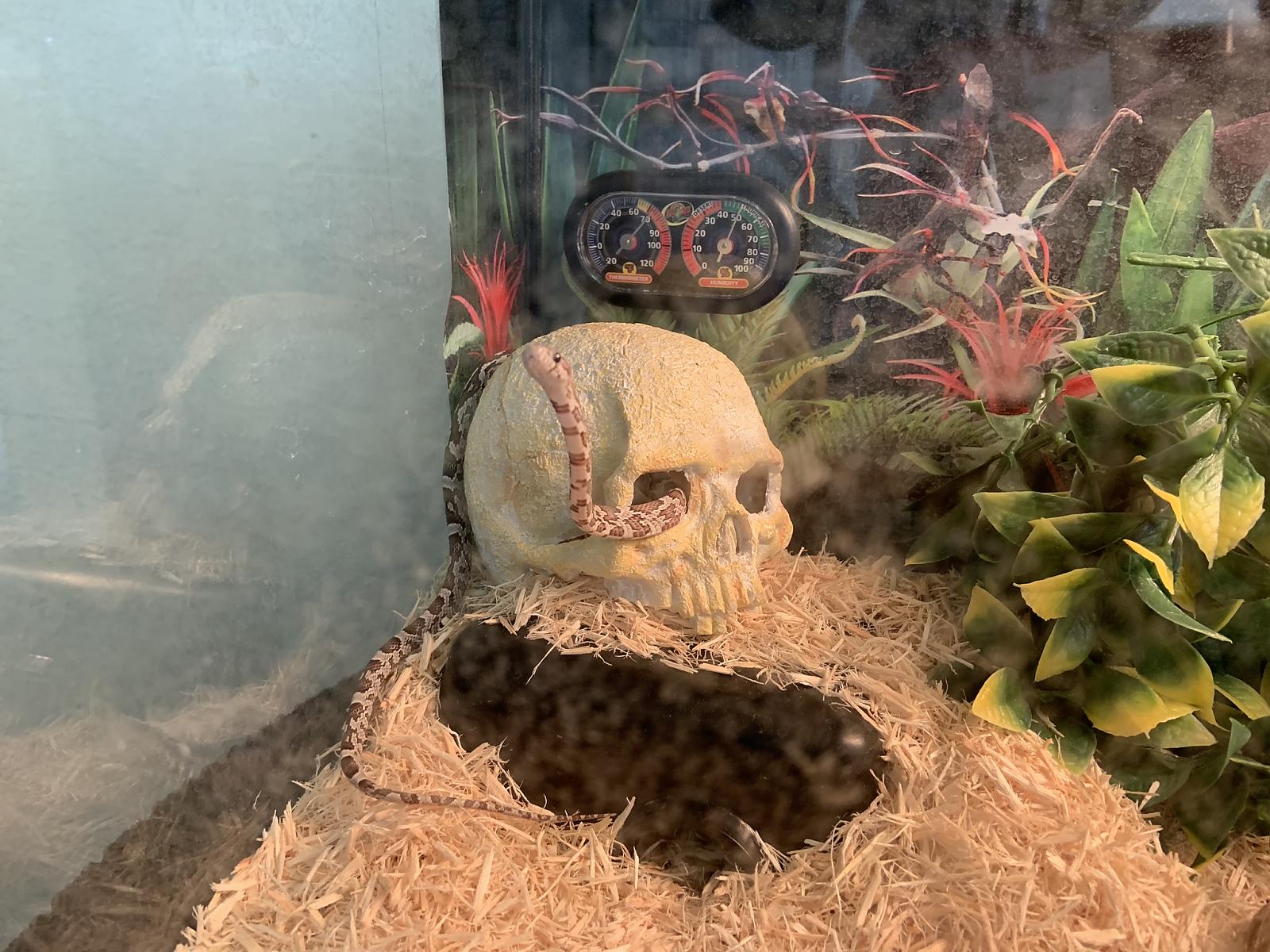 Skull