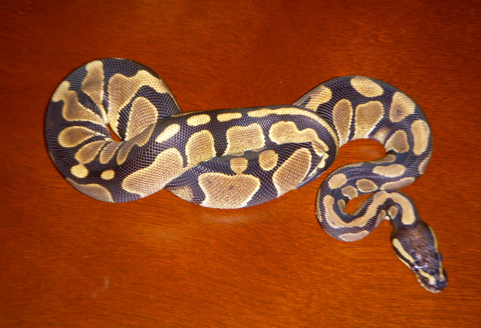 New Female
