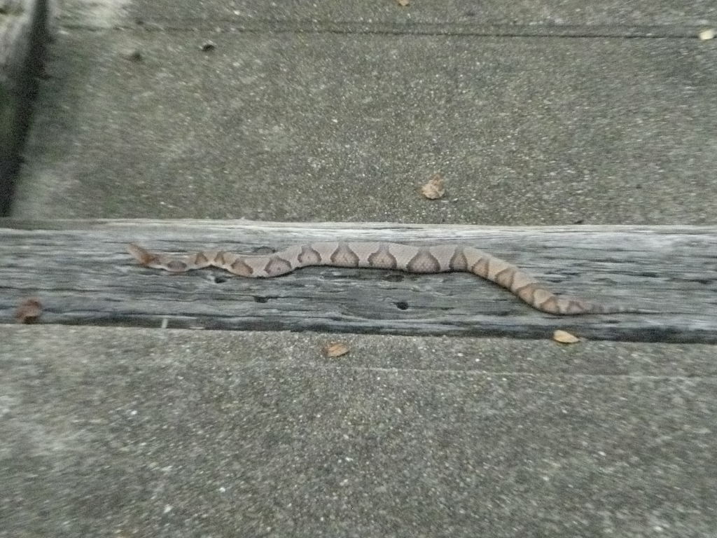 Copperhead