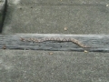 Copperhead