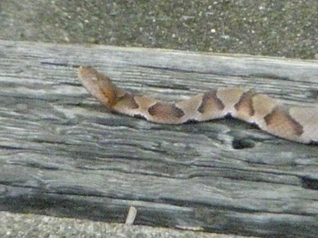 Copperhead