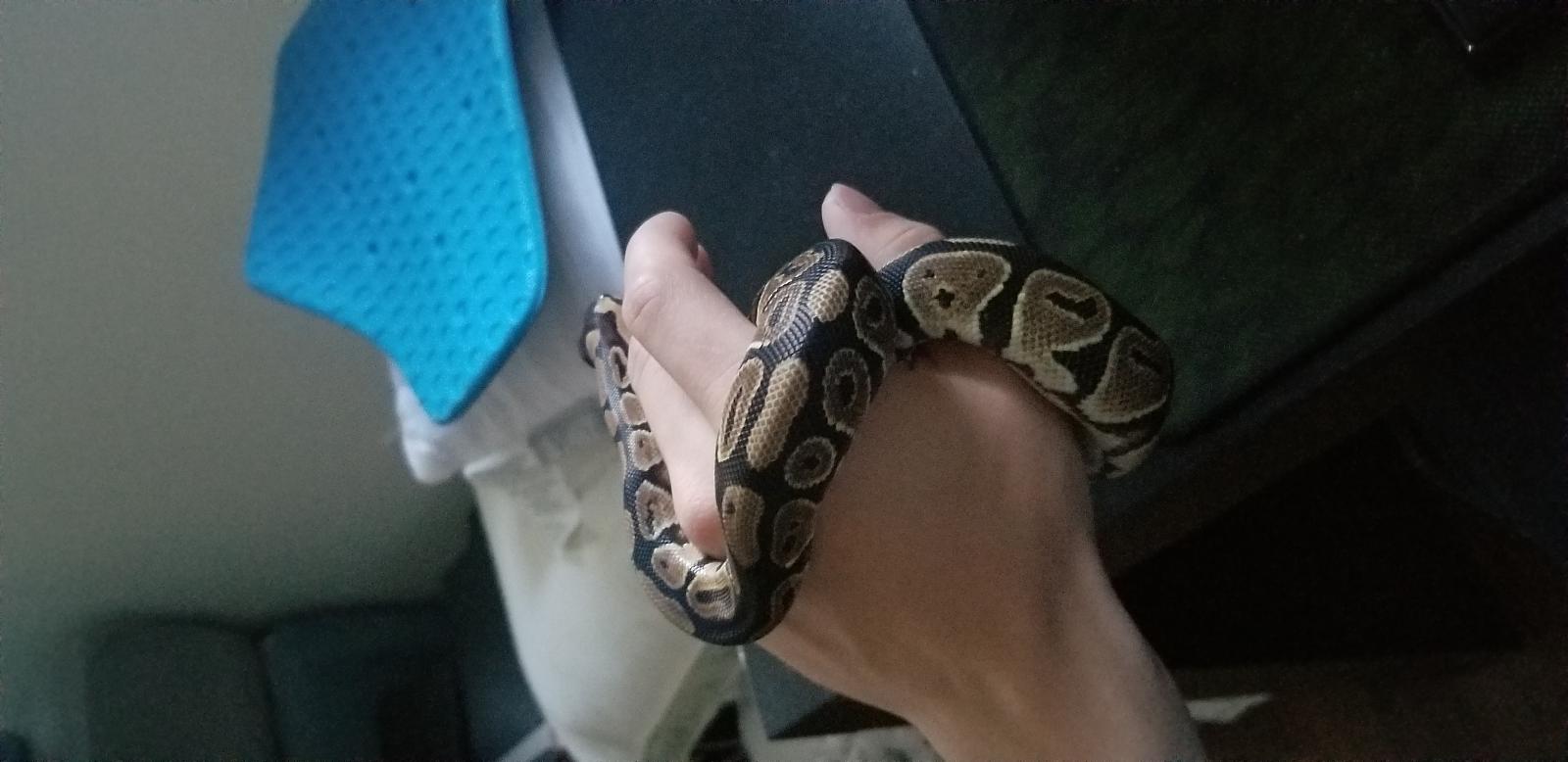 My balm python