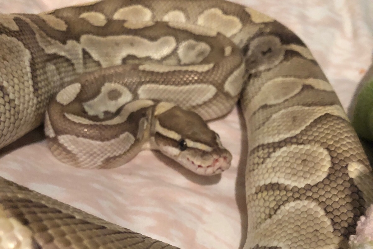 My baby Butter
